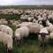 دانلود آلبوم Grey Sheep EP از SuicideboyS