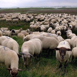 دانلود آلبوم Grey Sheep EP از SuicideboyS
