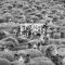 دانلود آلبوم Grey Sheep II از SuicideboyS